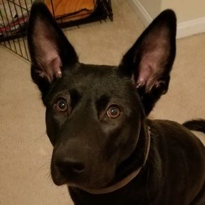 Meet your Posher, Allison